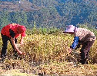 大理漾濞：“志愿紅”助力秋收忙